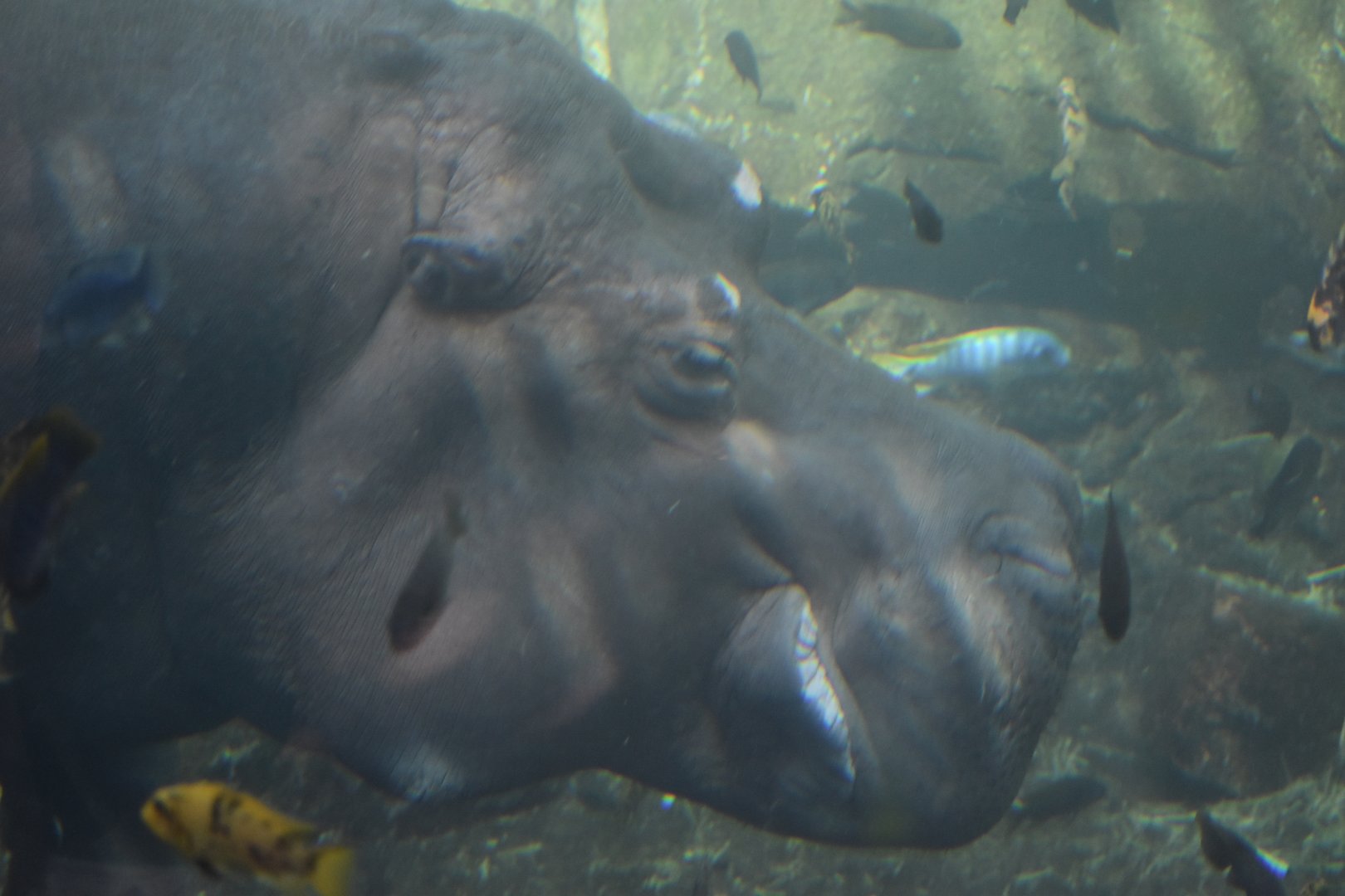 Hippopotamus