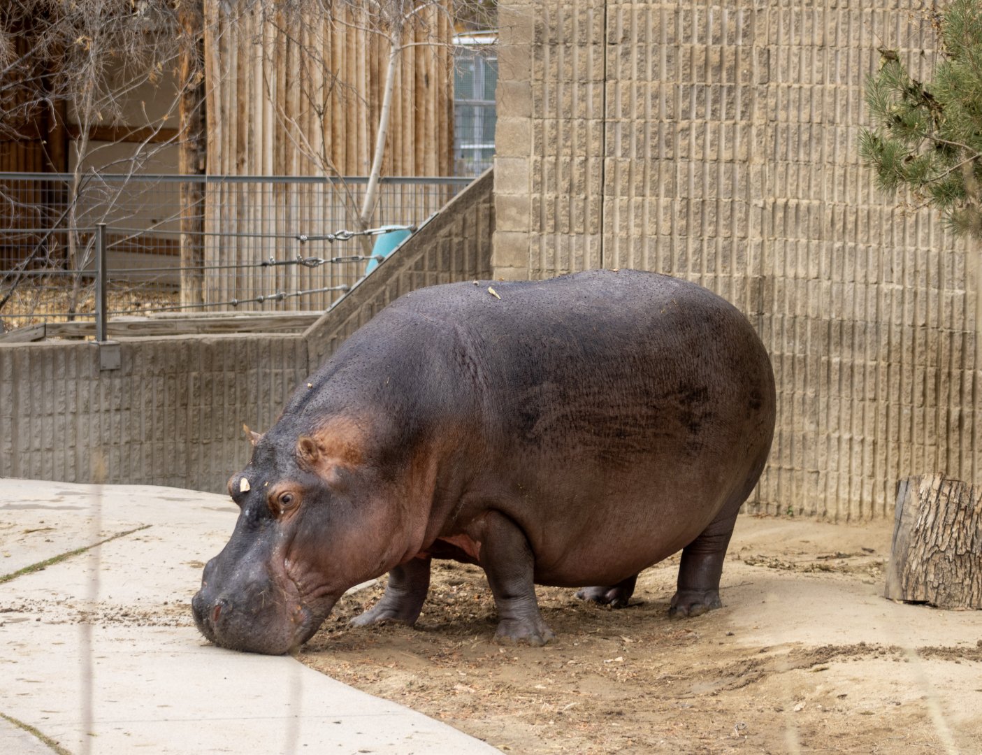 Hippopotamus
