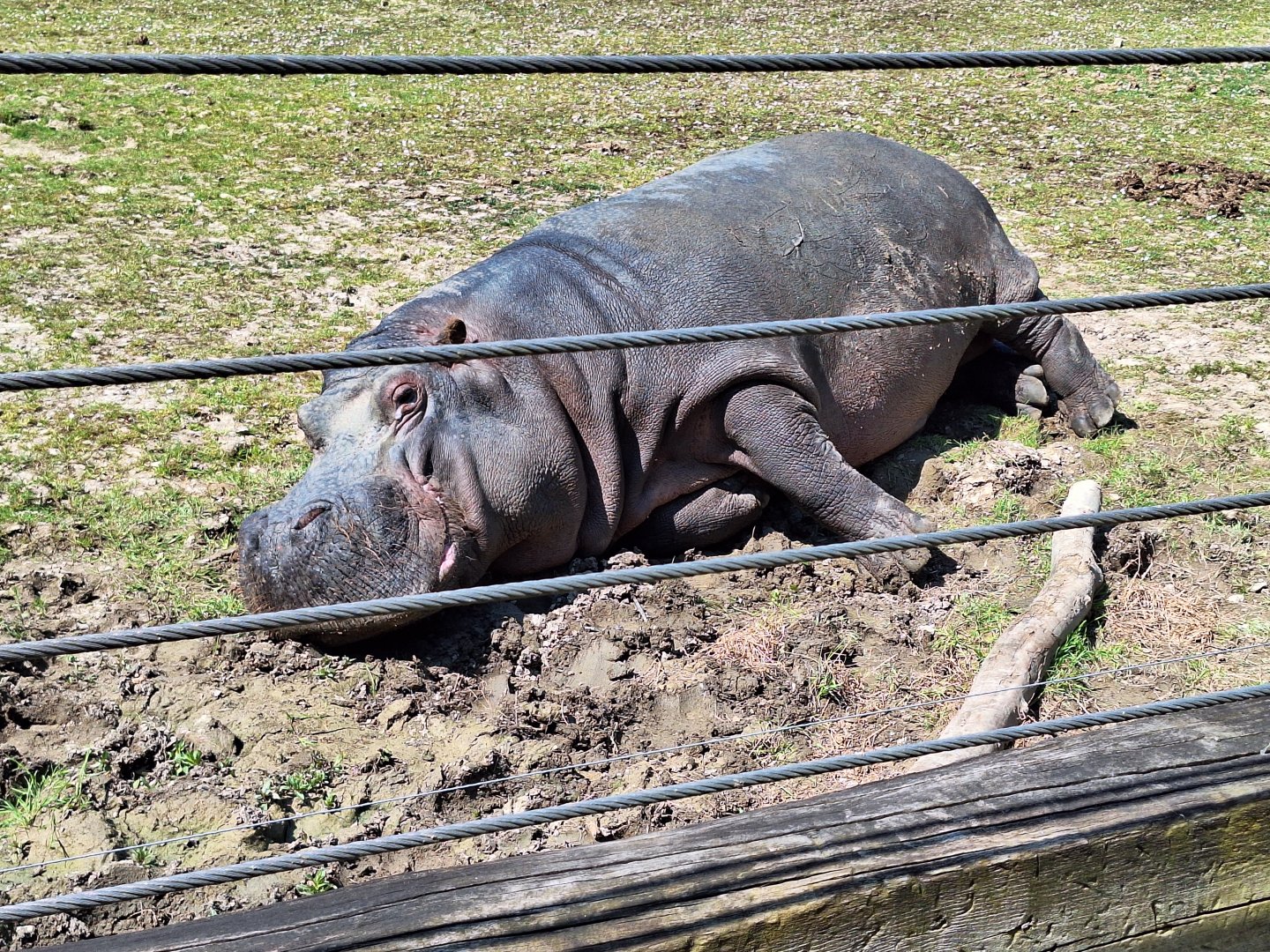 Hippopotamus