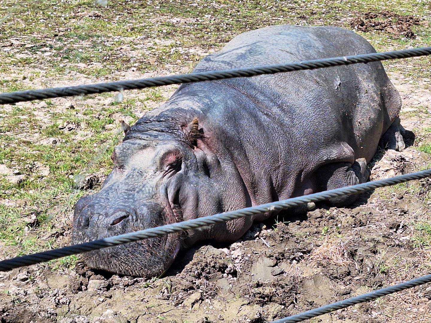 Hippopotamus
