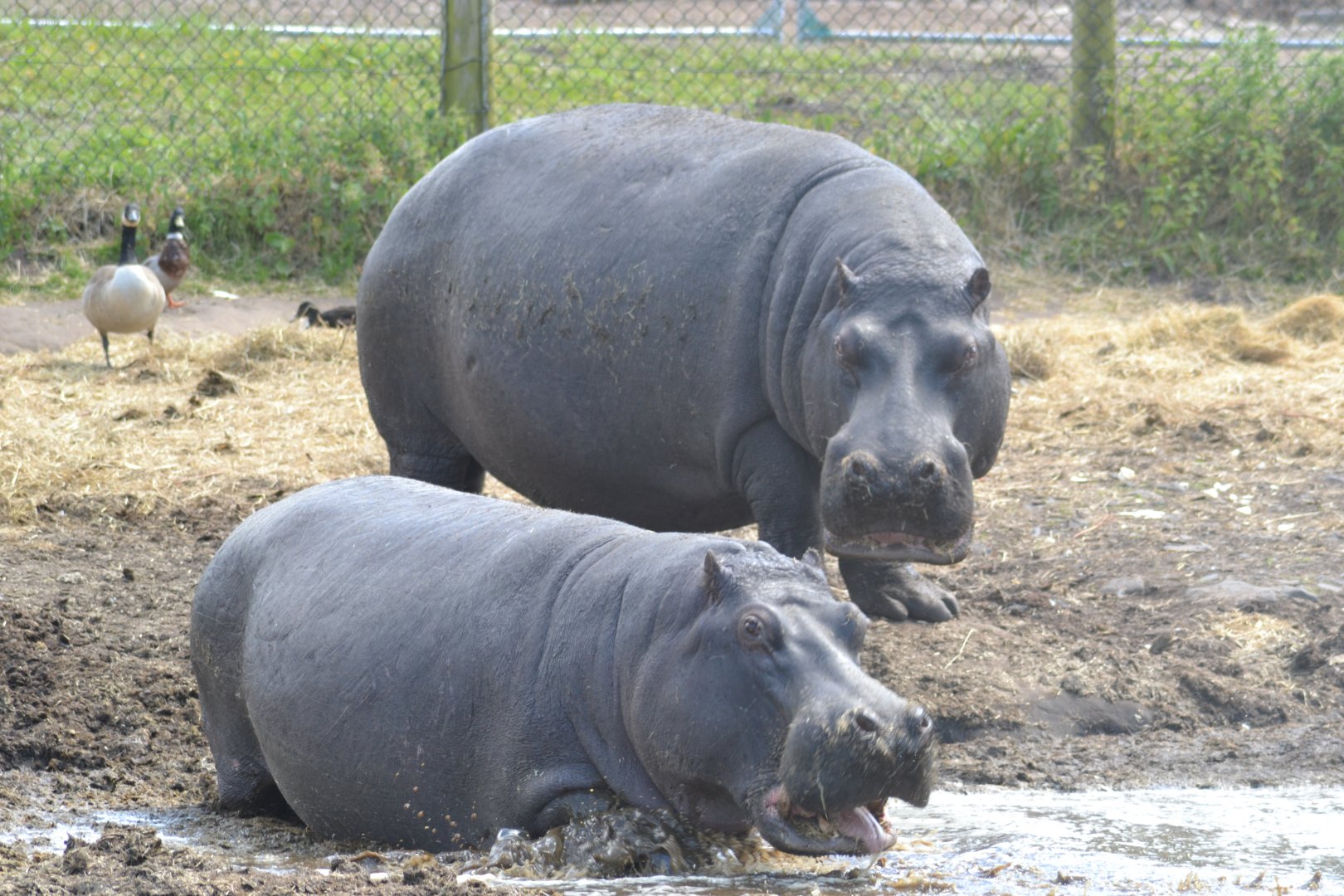 Hippopotamus