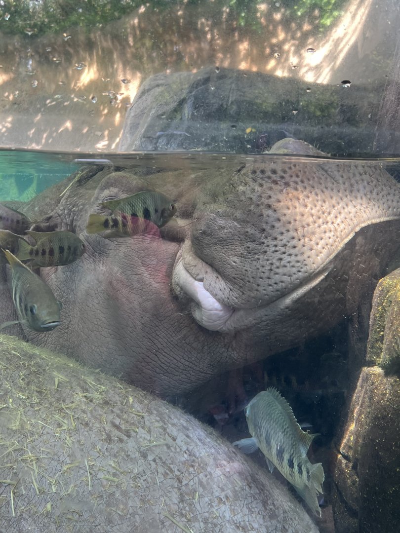 Hippopotamus