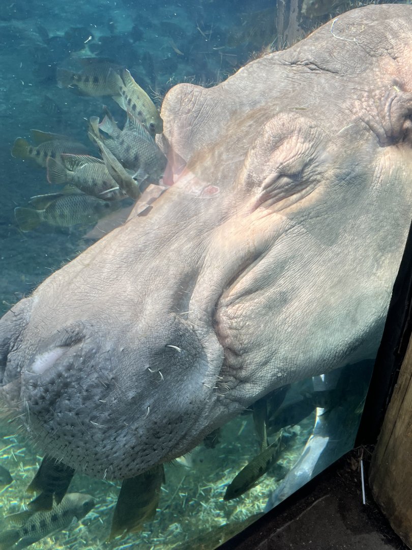 Hippopotamus