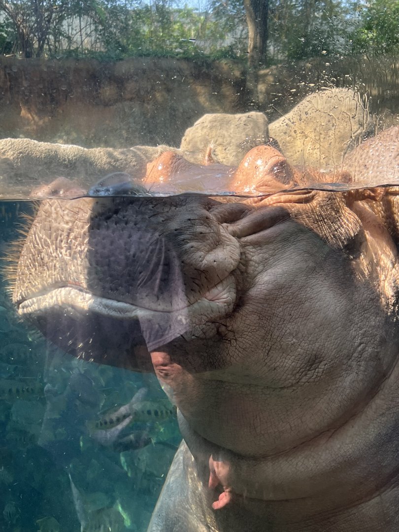 Hippopotamus