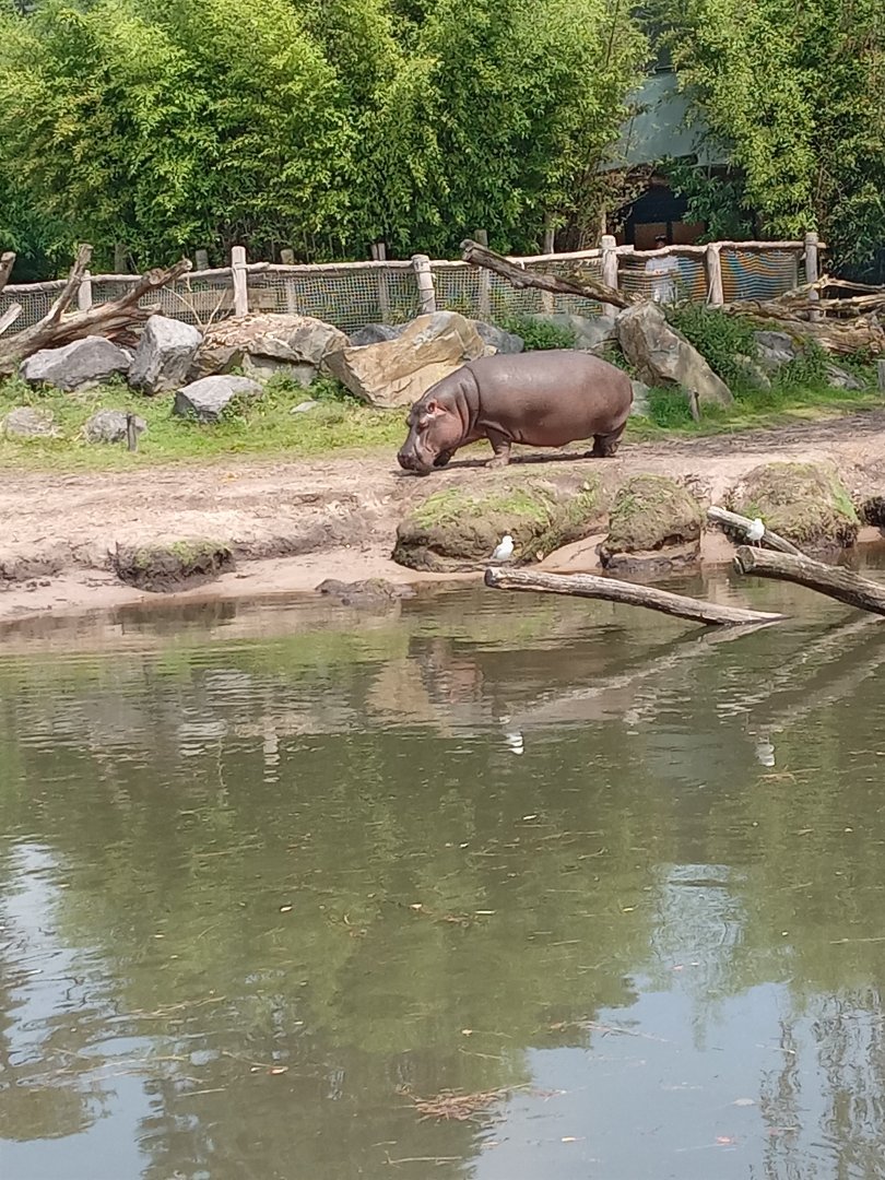 Hippopotamus
