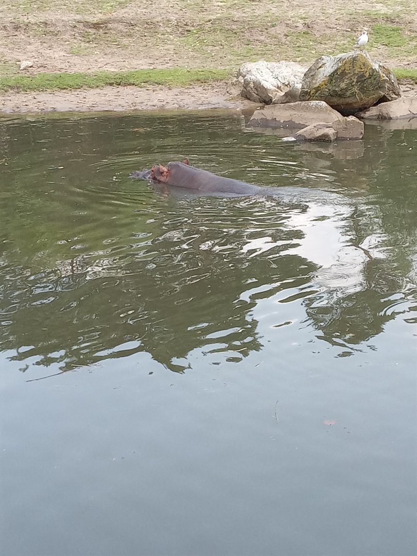 Hippopotamus