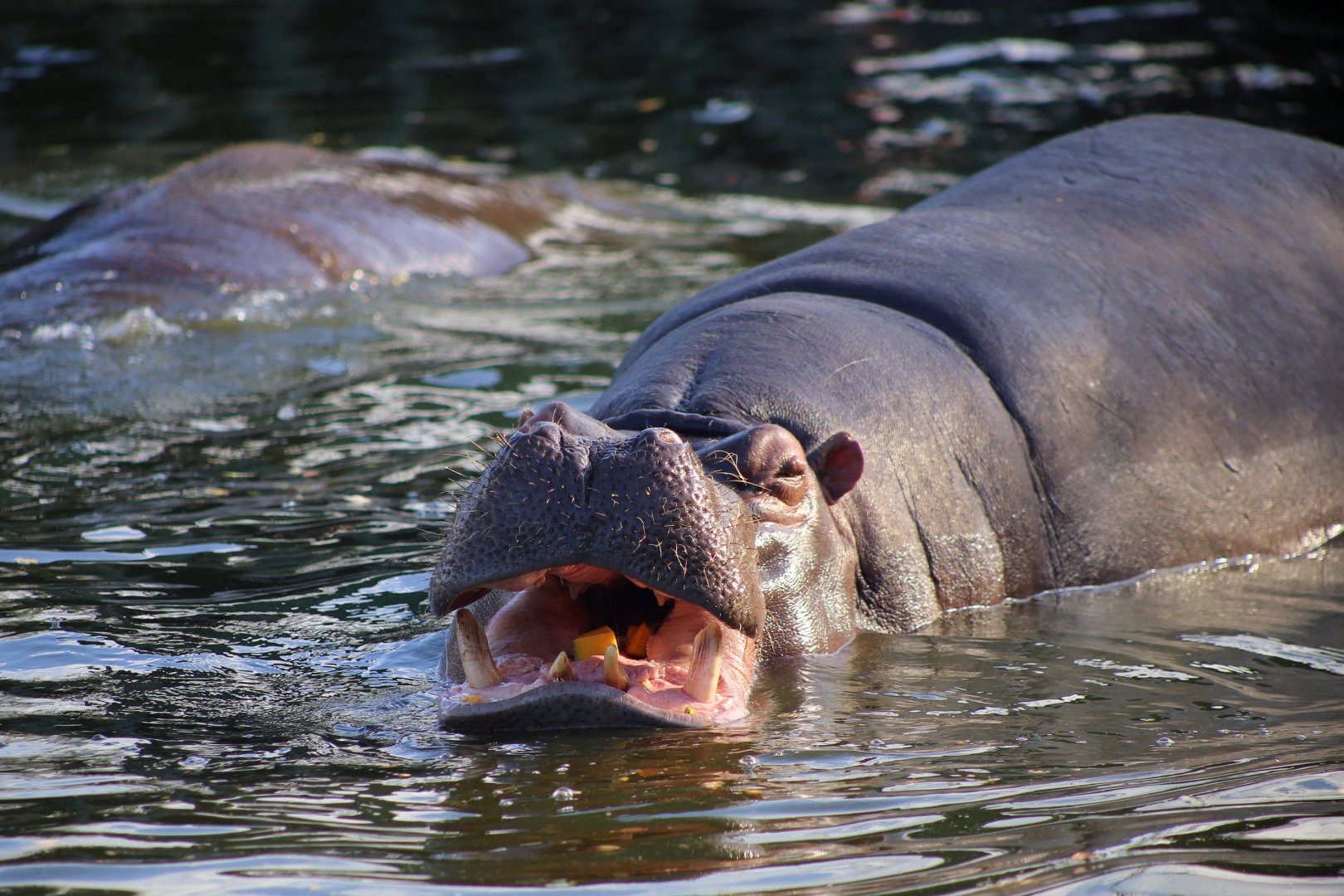 Hippopotamus