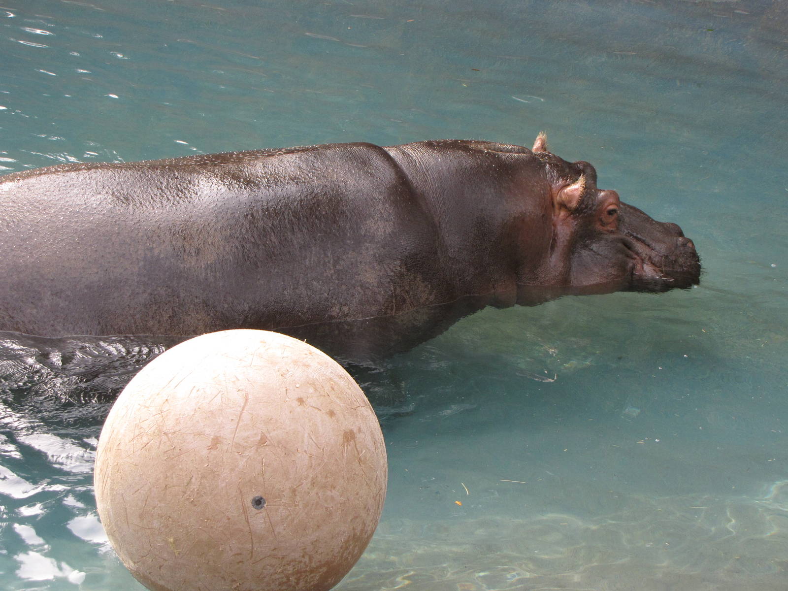 Hippopotamus