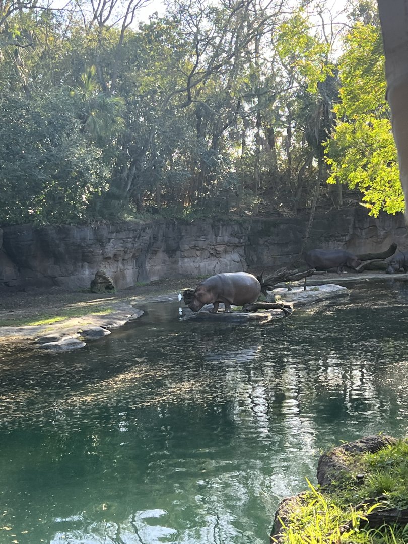 Hippopotamus