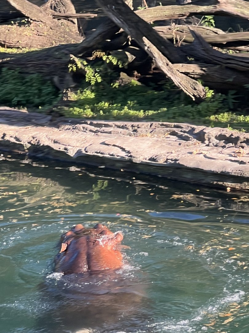Hippopotamus