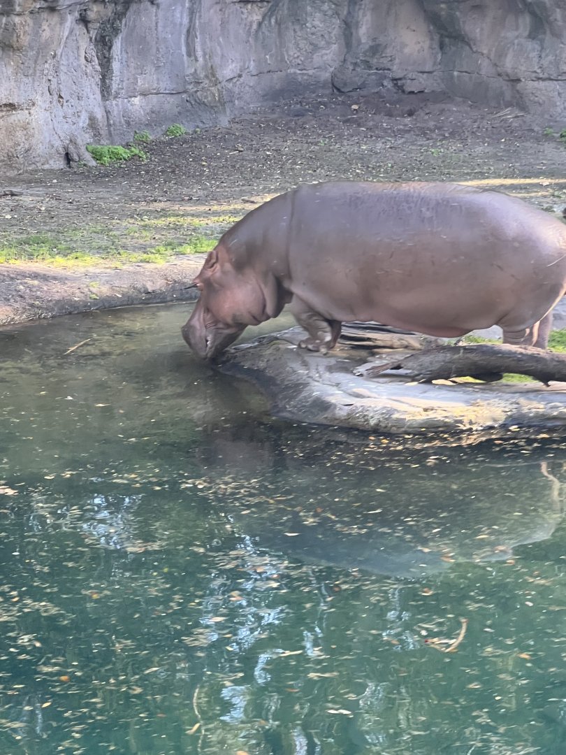 Hippopotamus