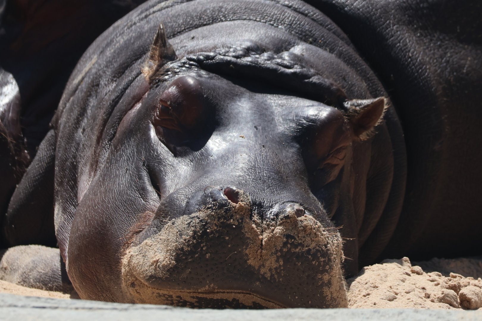 Hippopotamus