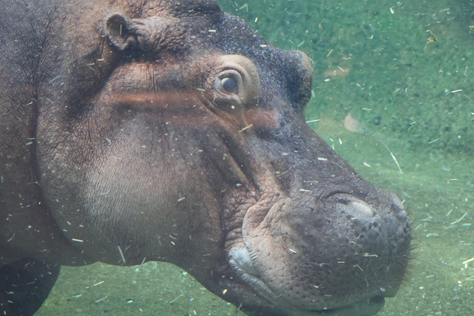 Hippopotamus