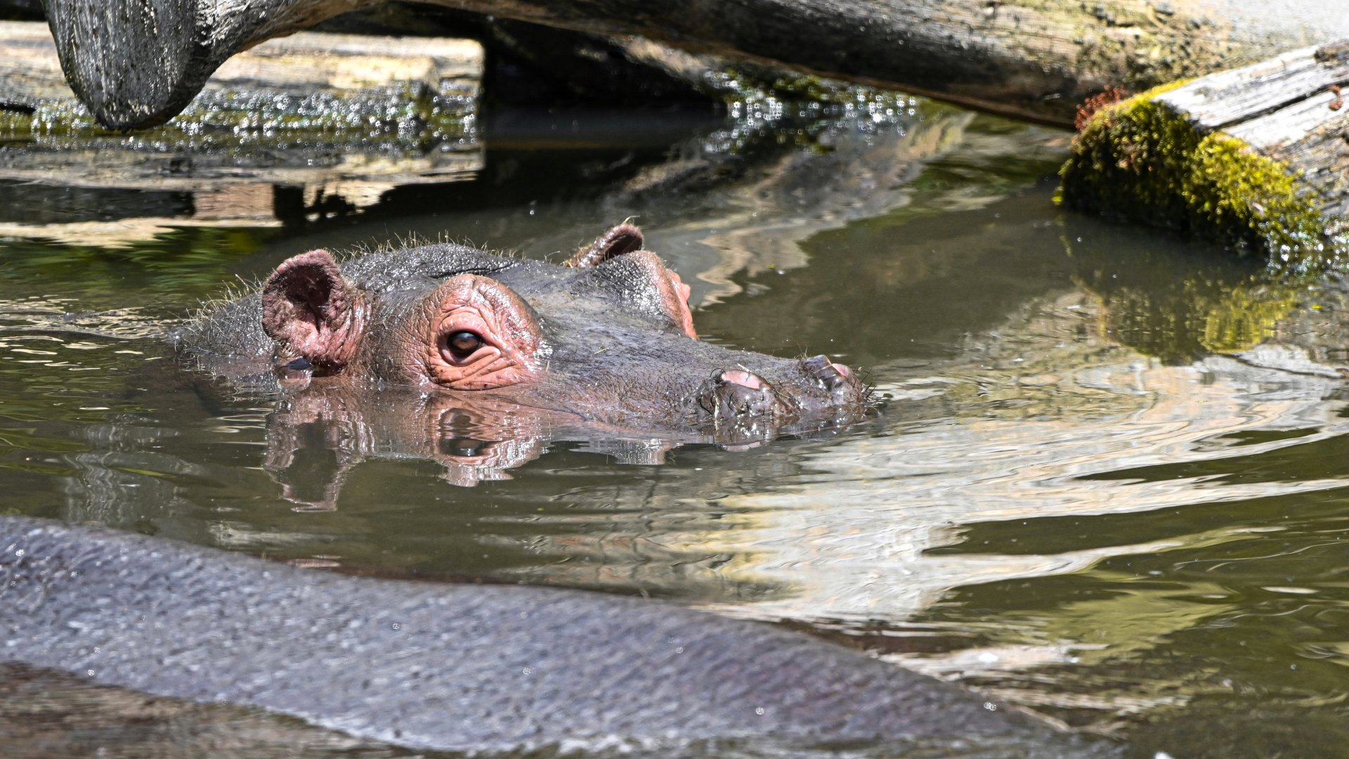 Hippopotamus