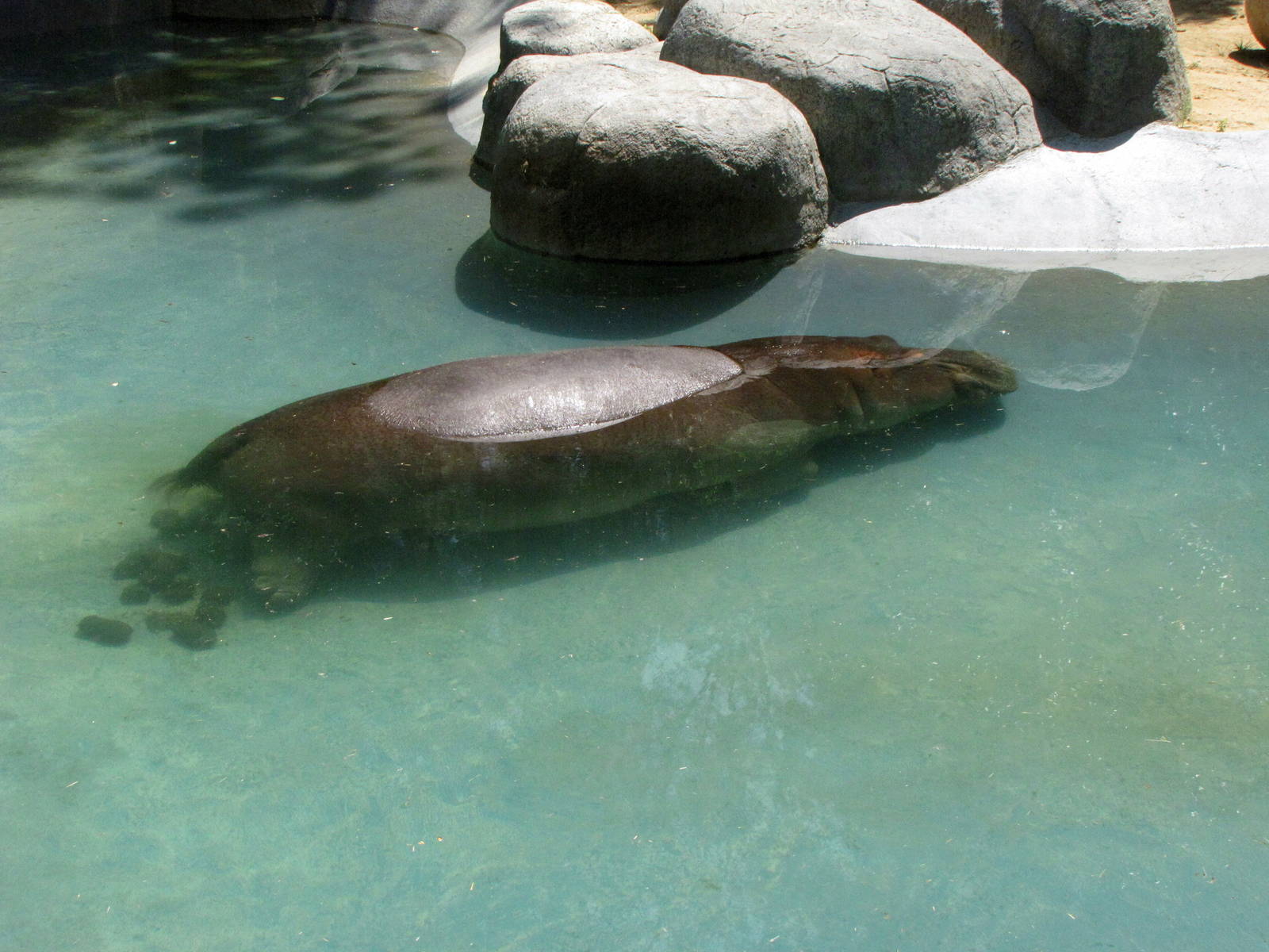 Hippopotamus