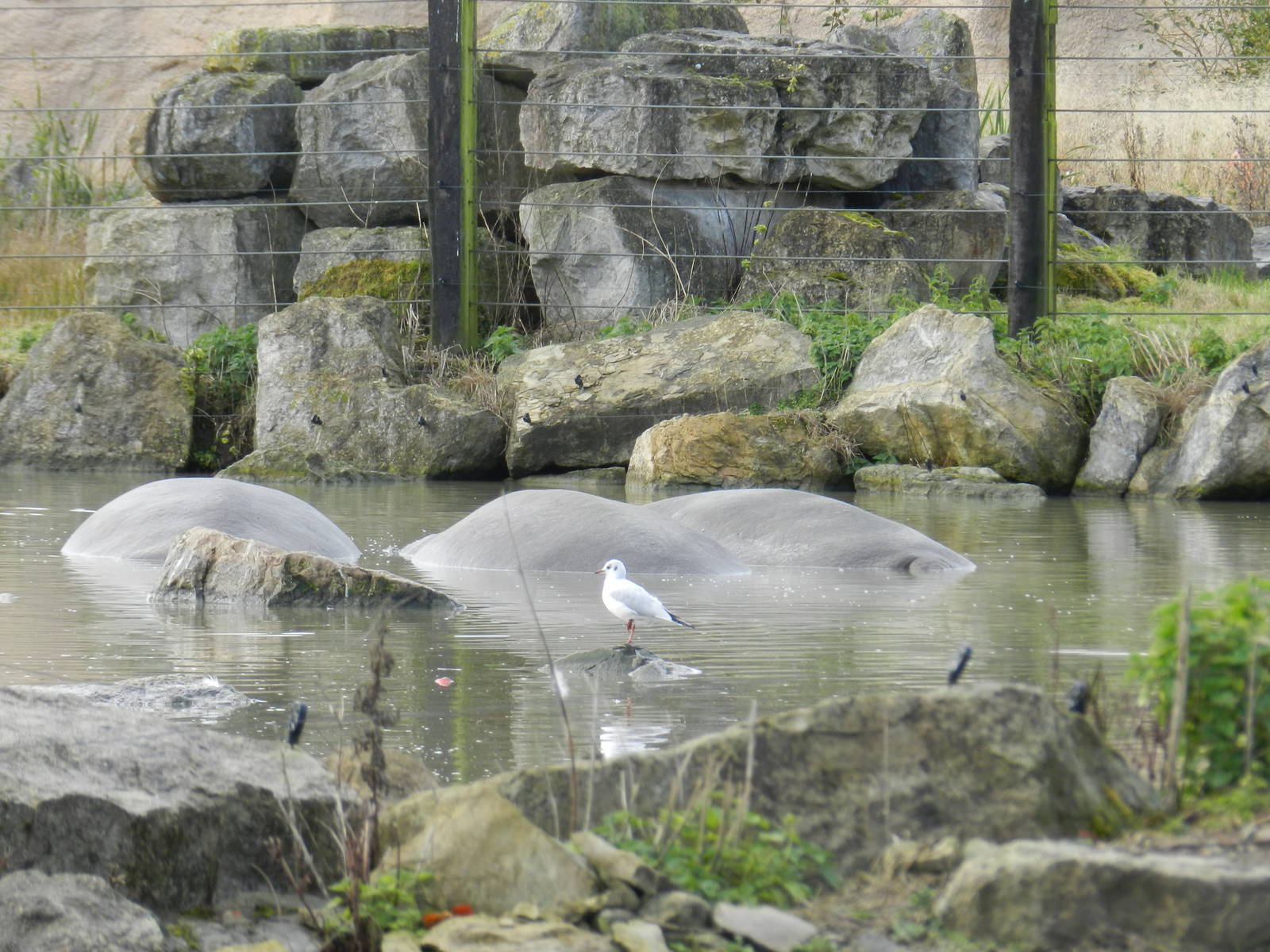 Hippopotamuses at Flamingo Land - 14/10/2012