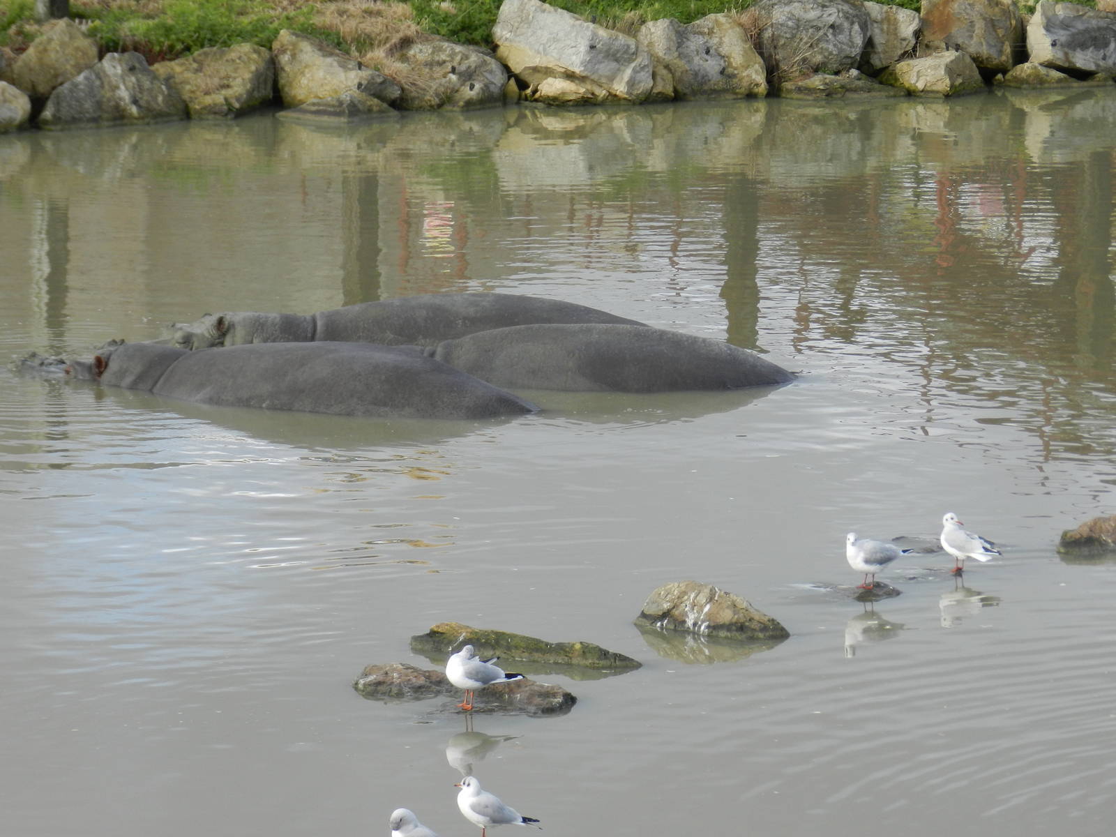 Hippopotamuses at Flamingo Land - 14/10/2012