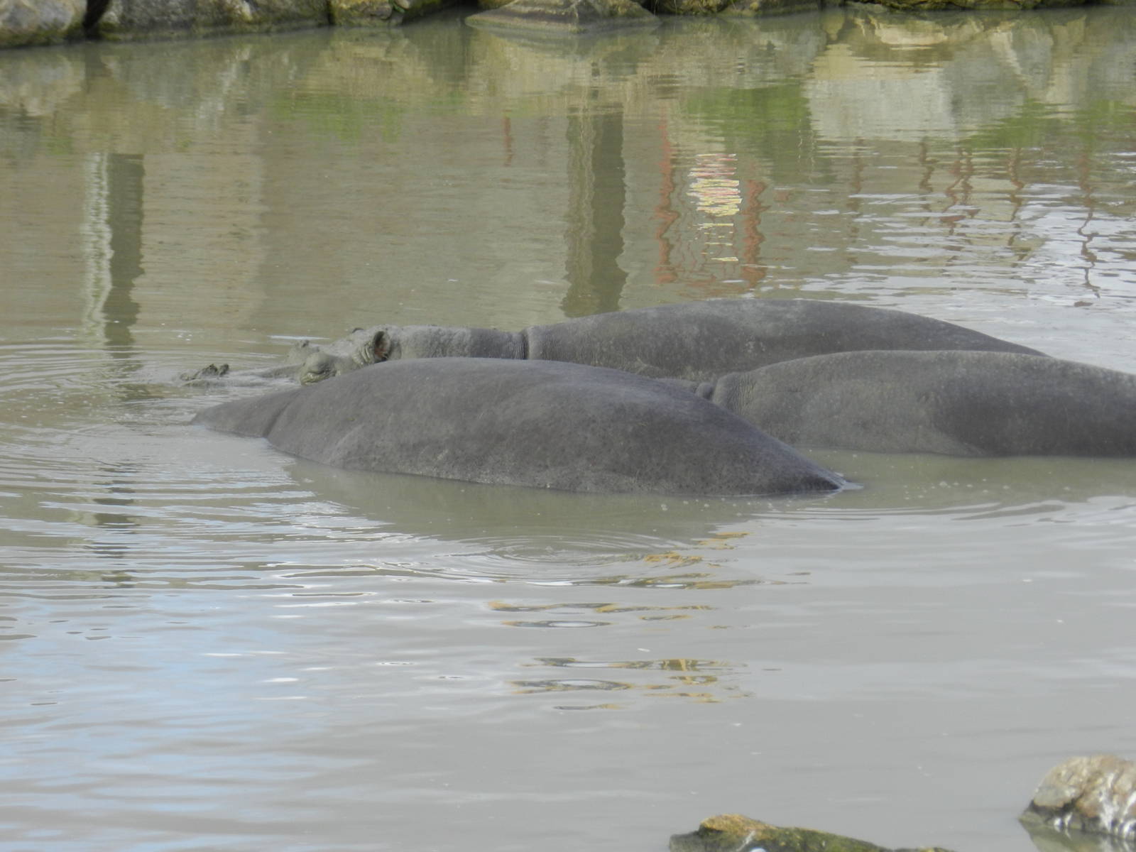 Hippopotamuses at Flamingo Land - 14/10/2012