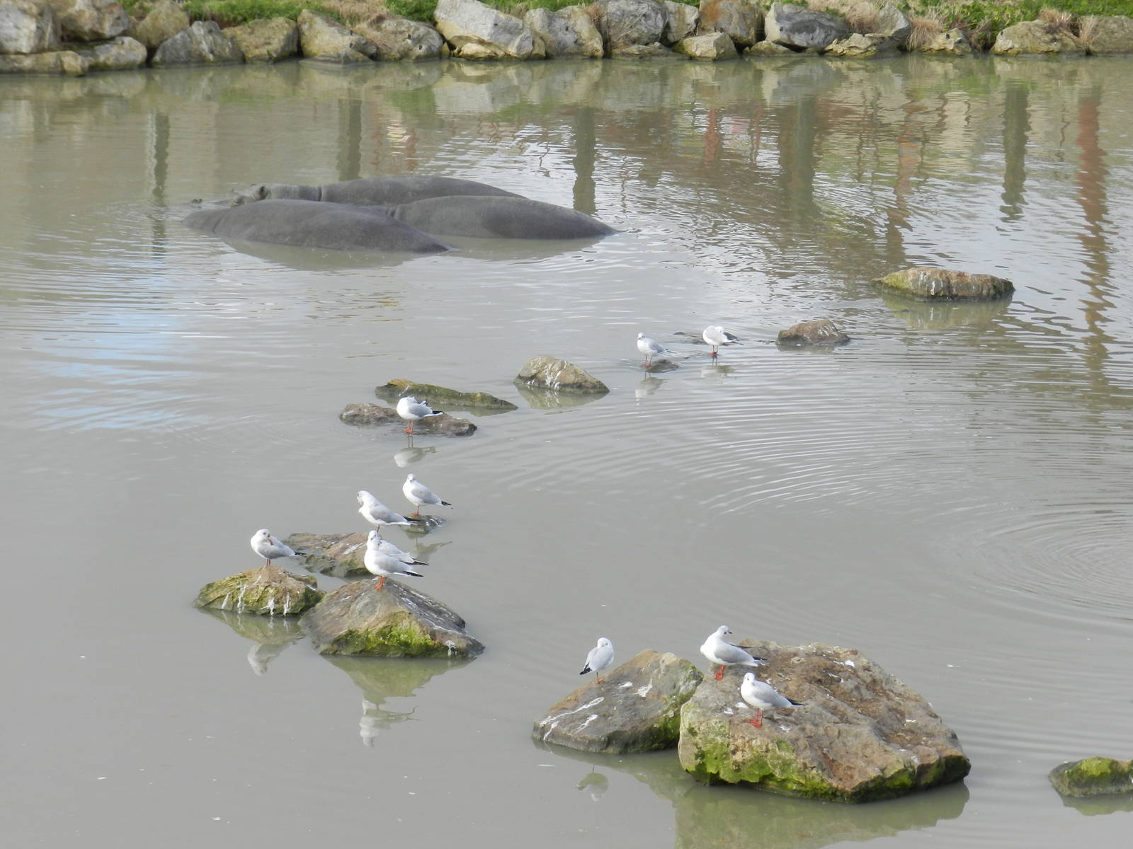 Hippopotamuses at Flamingo Land - 14/10/2012