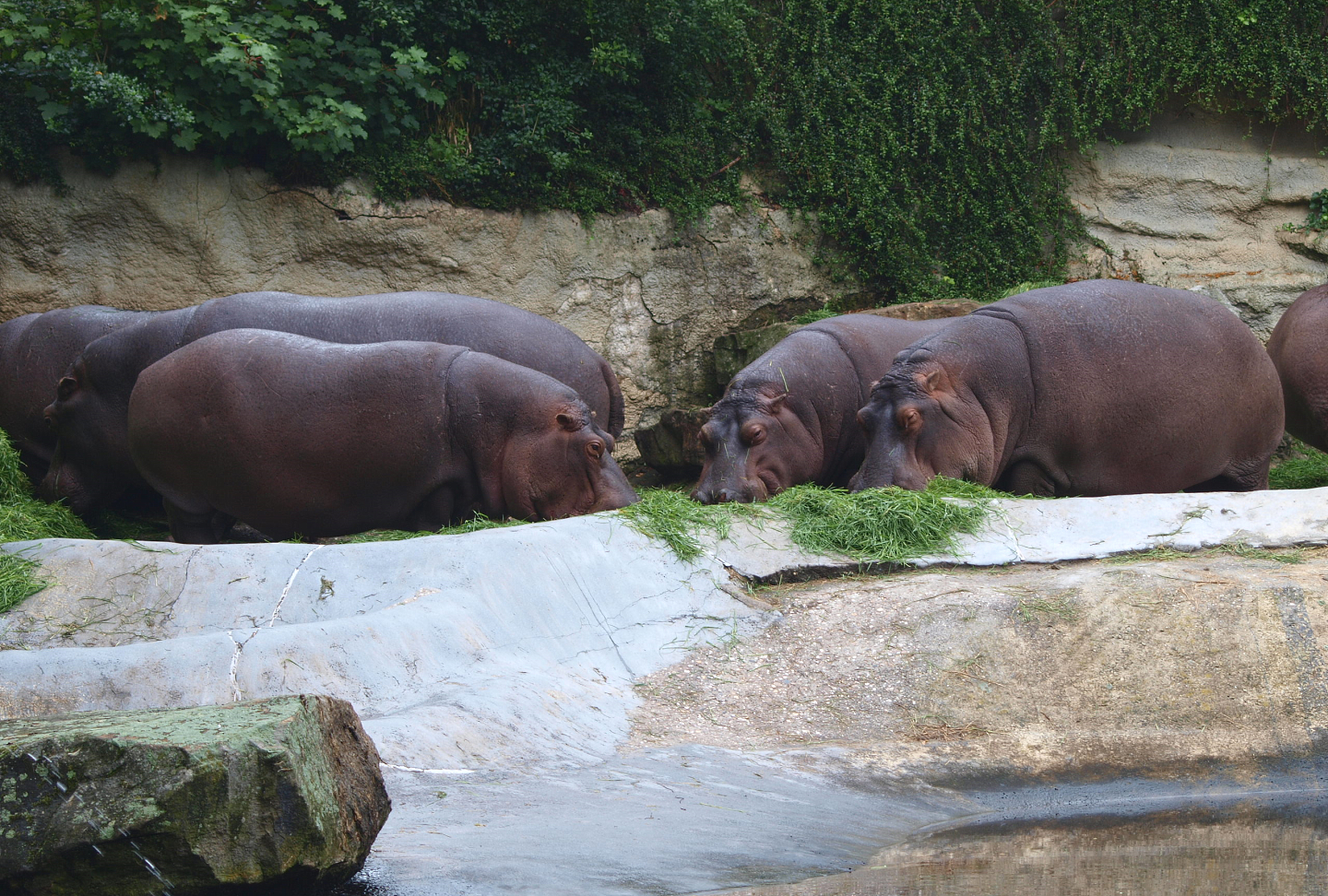 Hippopotamuses eating grass (Hippopotamus amphibius), 2015-07-19