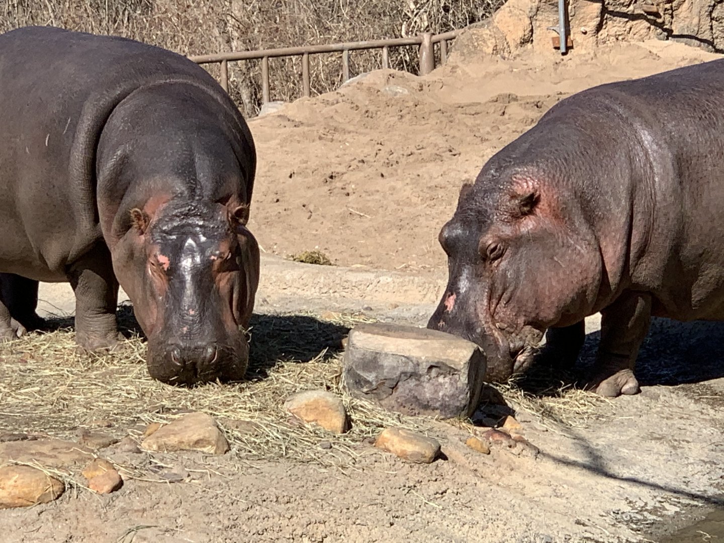 Hippopotamuses feeding