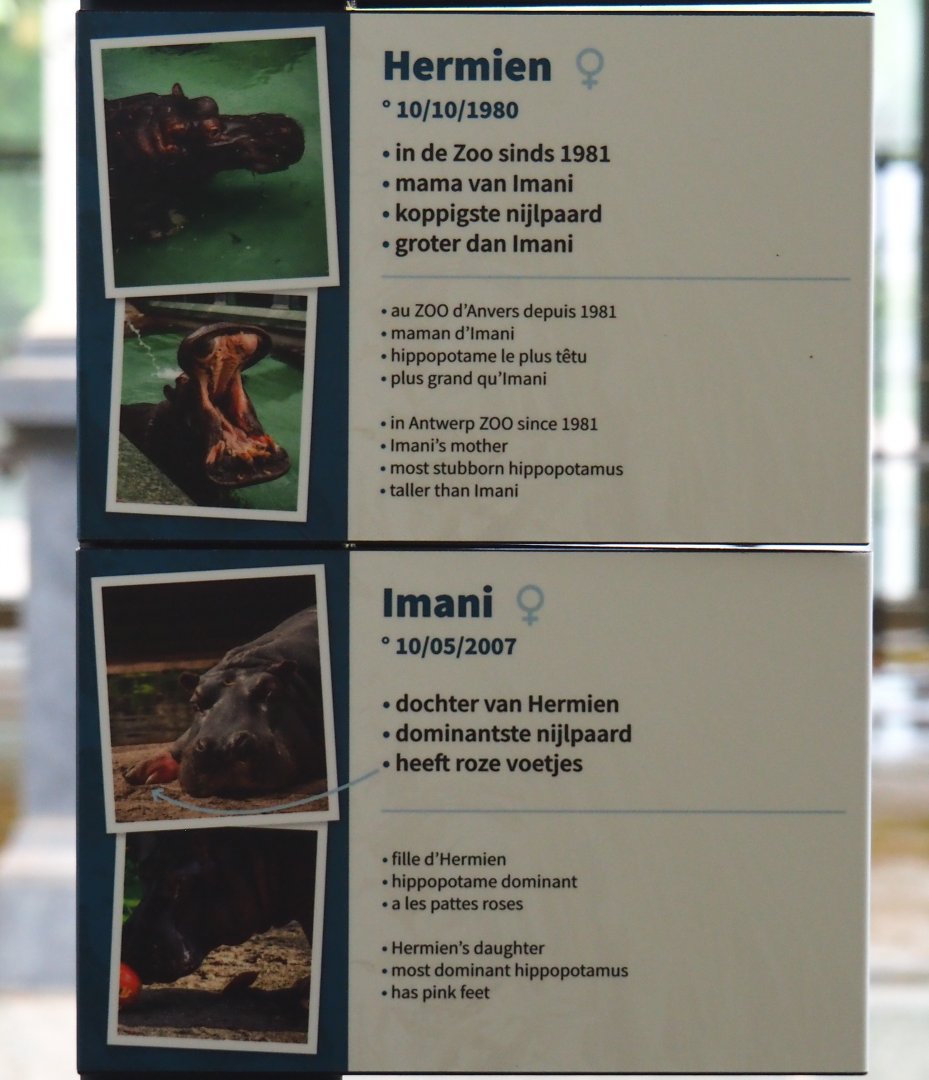 Hippopotamuses Hermien and Imani information sign, 2020-05-24