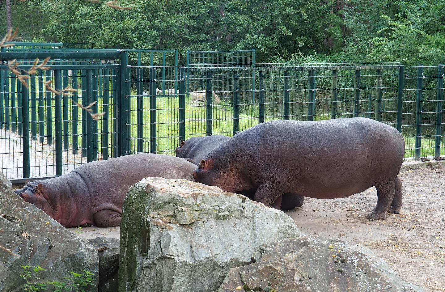 Hippopotamuses (Hippopotamus amphibius), 2023-08-15