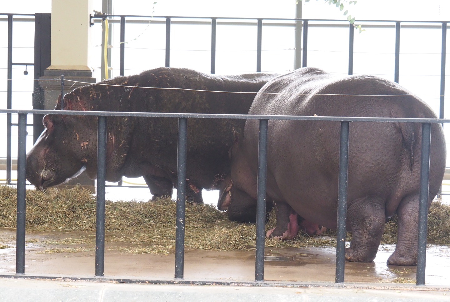 Hippopotamuses (Hippopotamus amphibius) Hermien and Imani eating on land, 2022-03-16