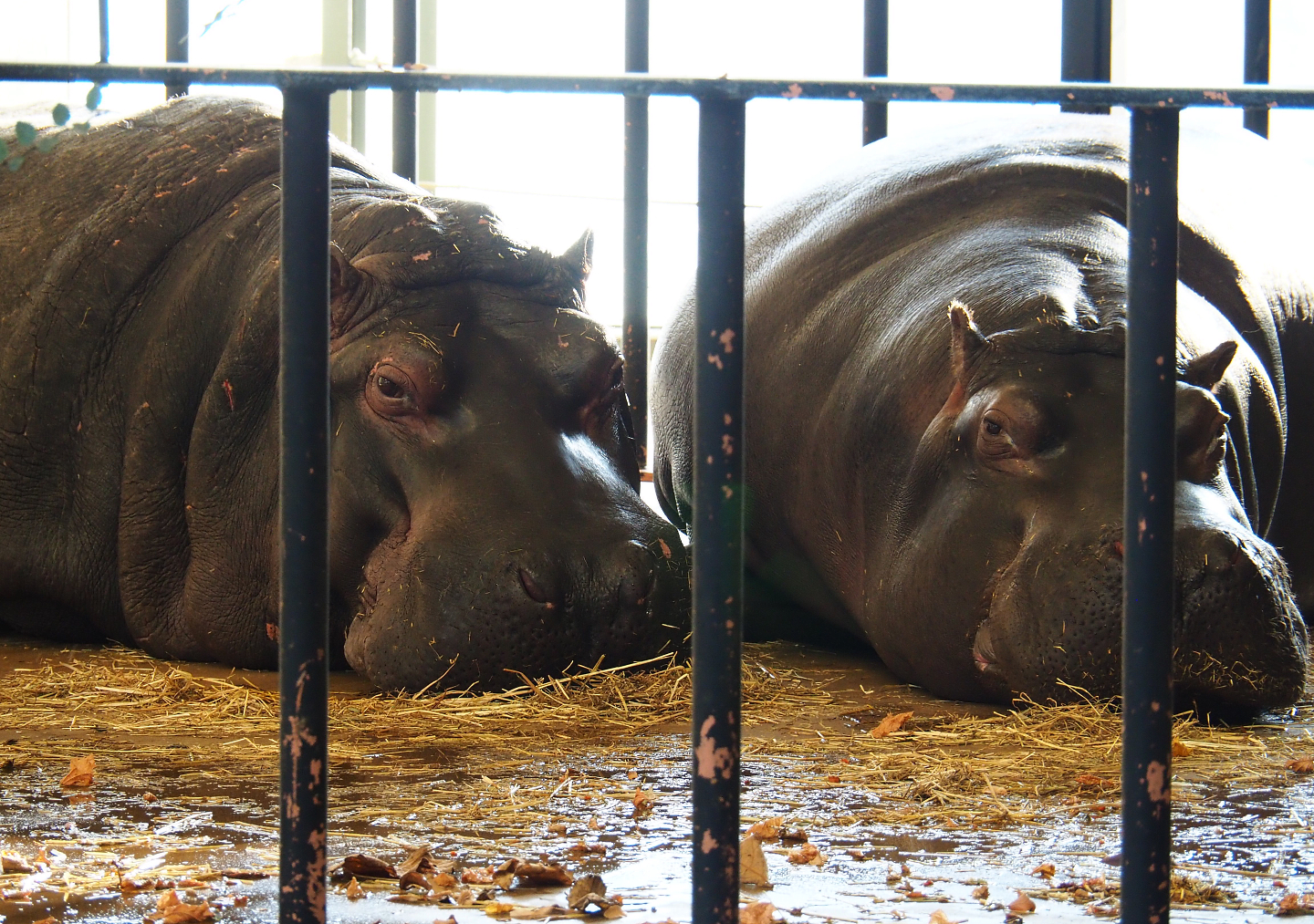 Hippopotamuses (Hippopotamus amphibius) Hermien and Imani resting on land after feeding, 2019-12-30