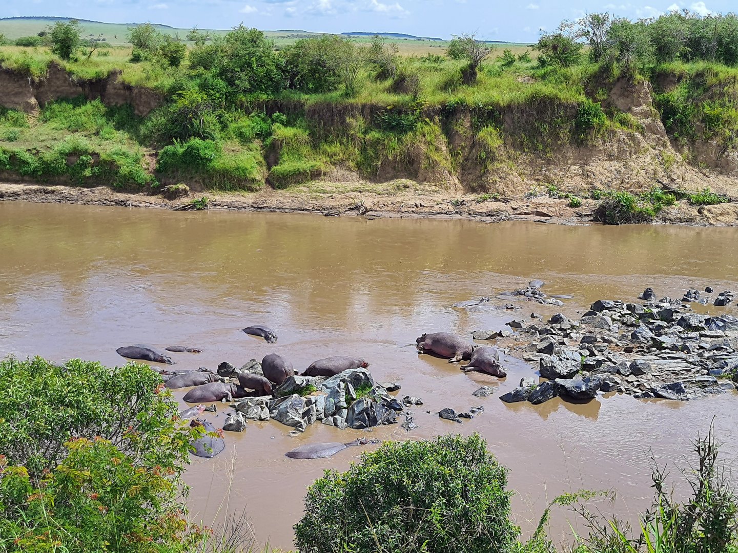 Hippopotamuses in Mara River