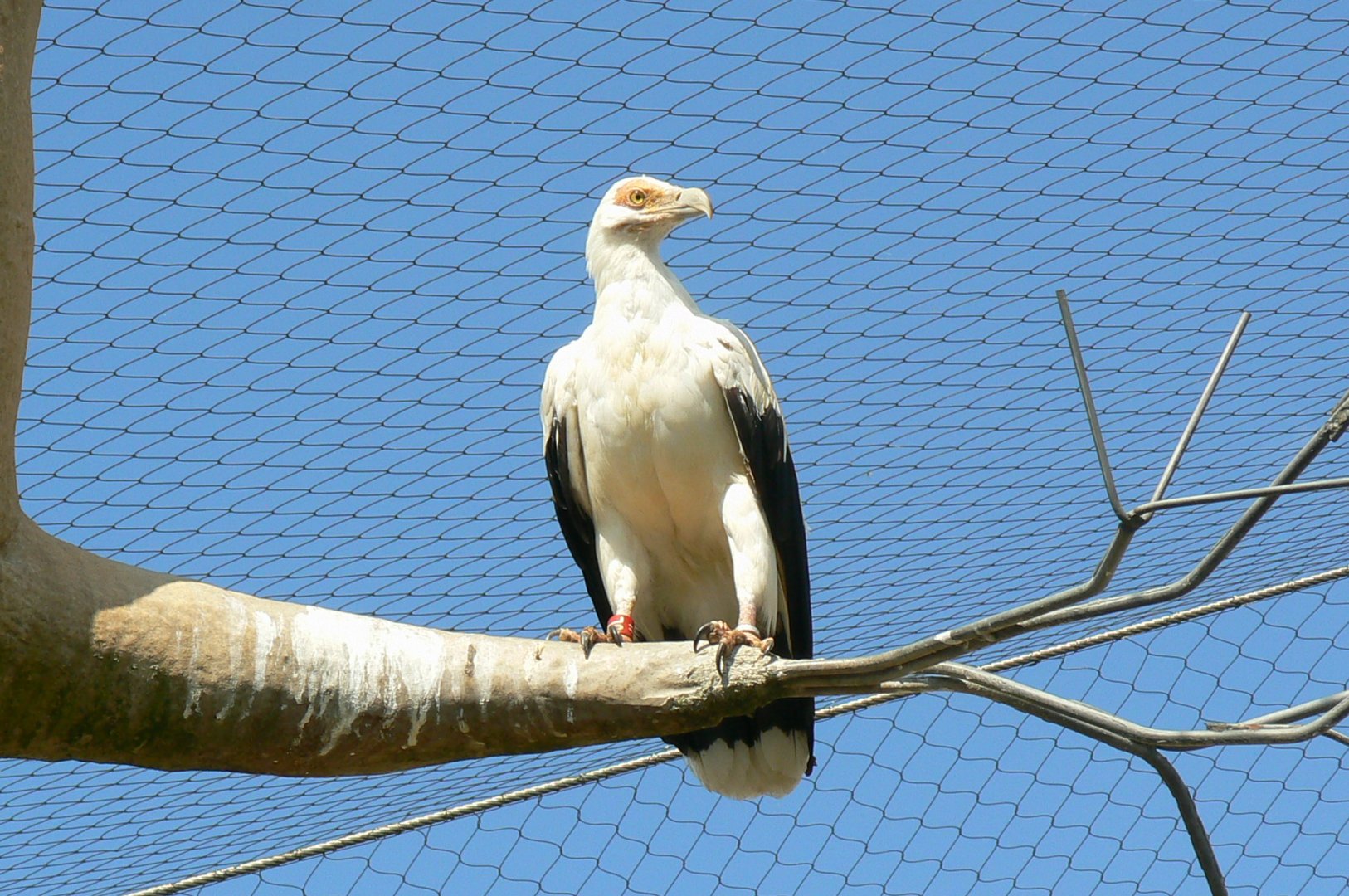 Hippopotamuses' reserve -  palm-nut vulture
