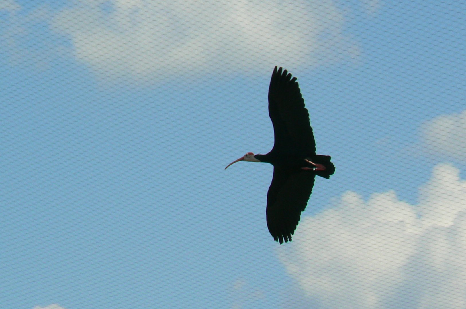 Hippopotamuses' reserve - southern bald ibis