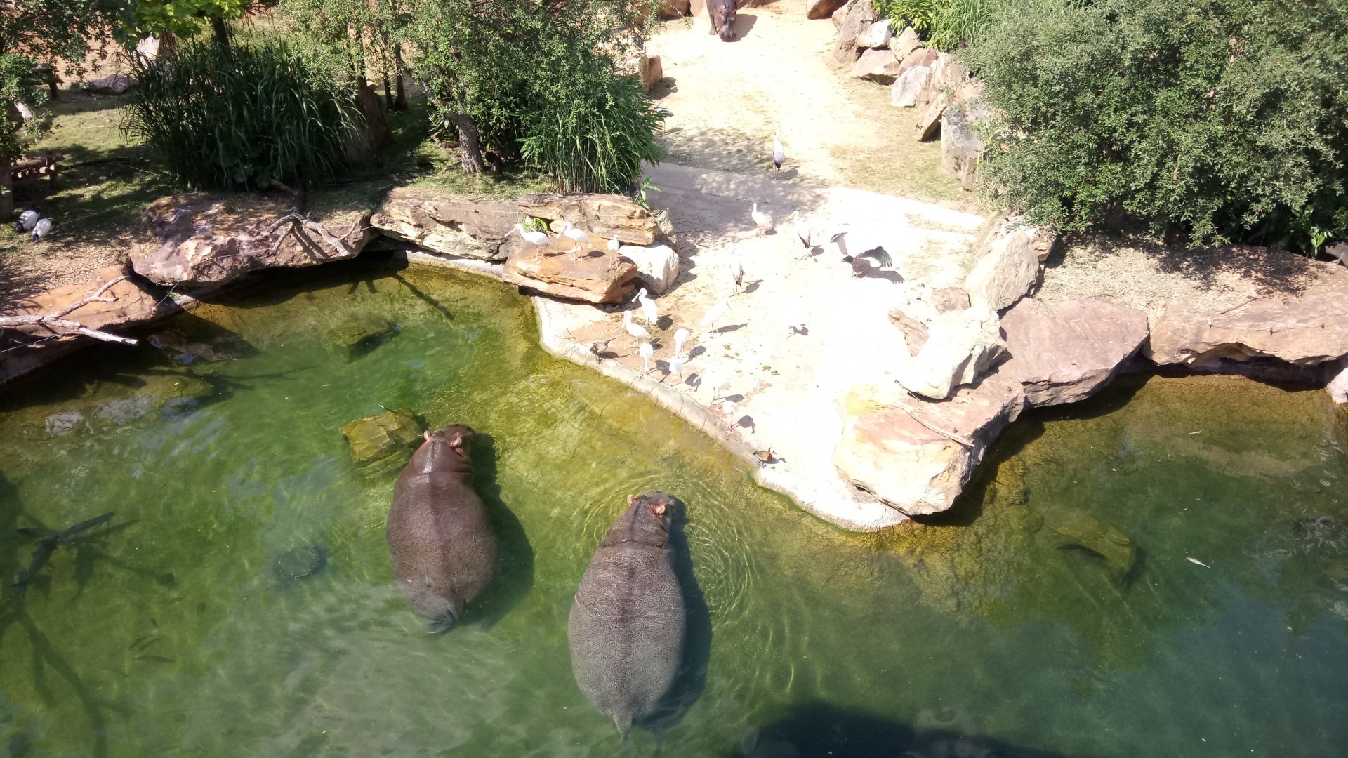 Hippopotamuses reserve