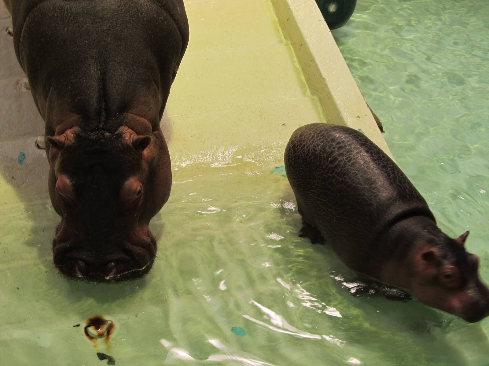 Hippopotamuses