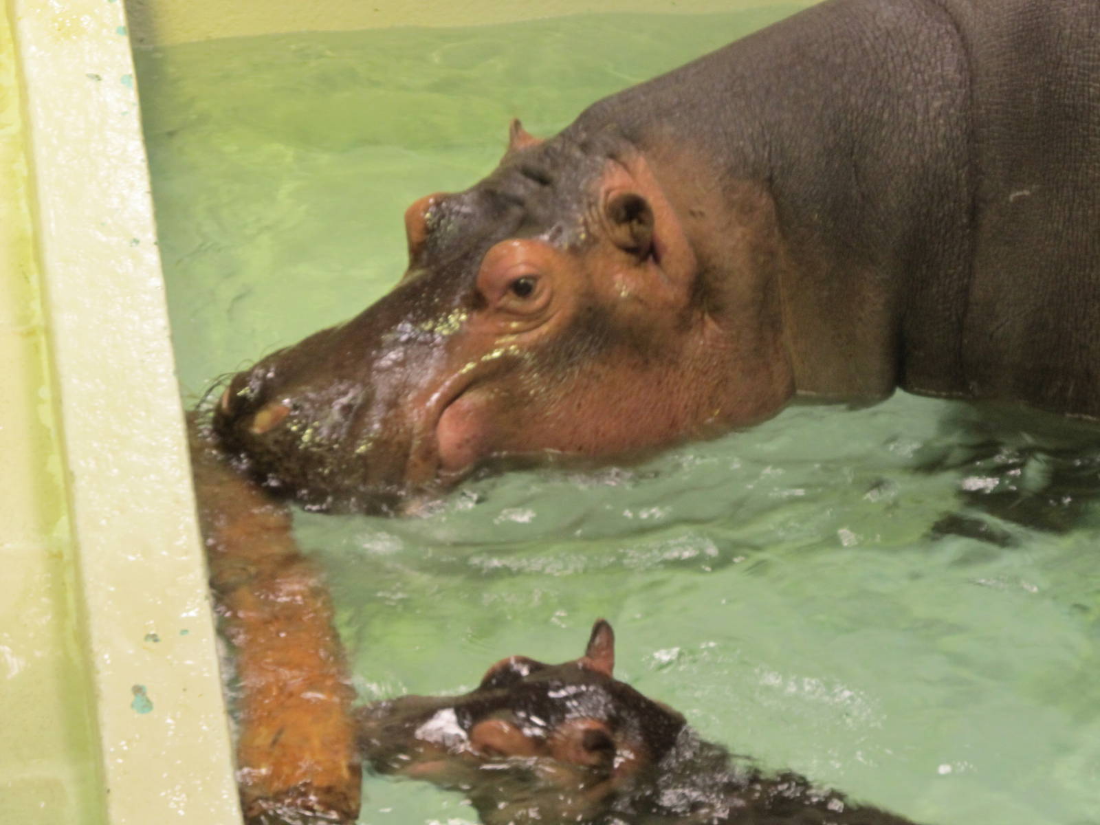 Hippopotamuses