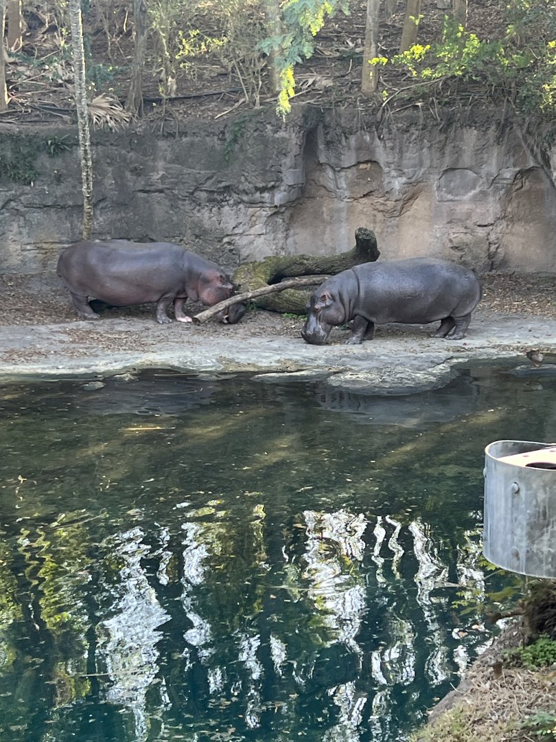 Hippopotamuses