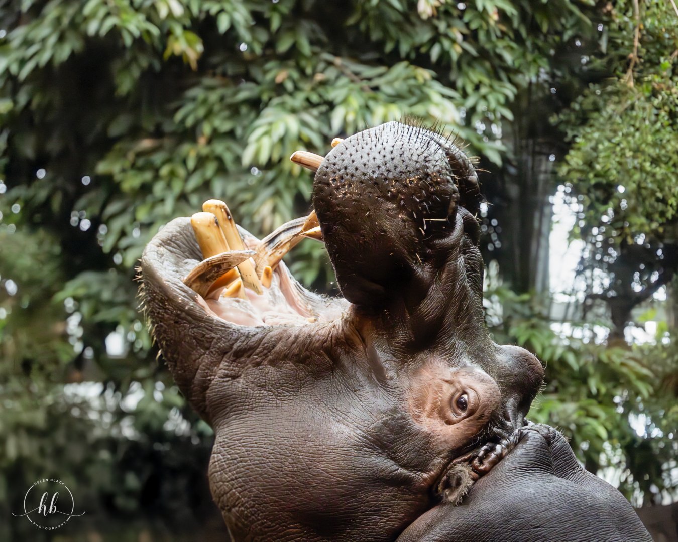 Hippopotomus / Copenhagen / 30-9-24