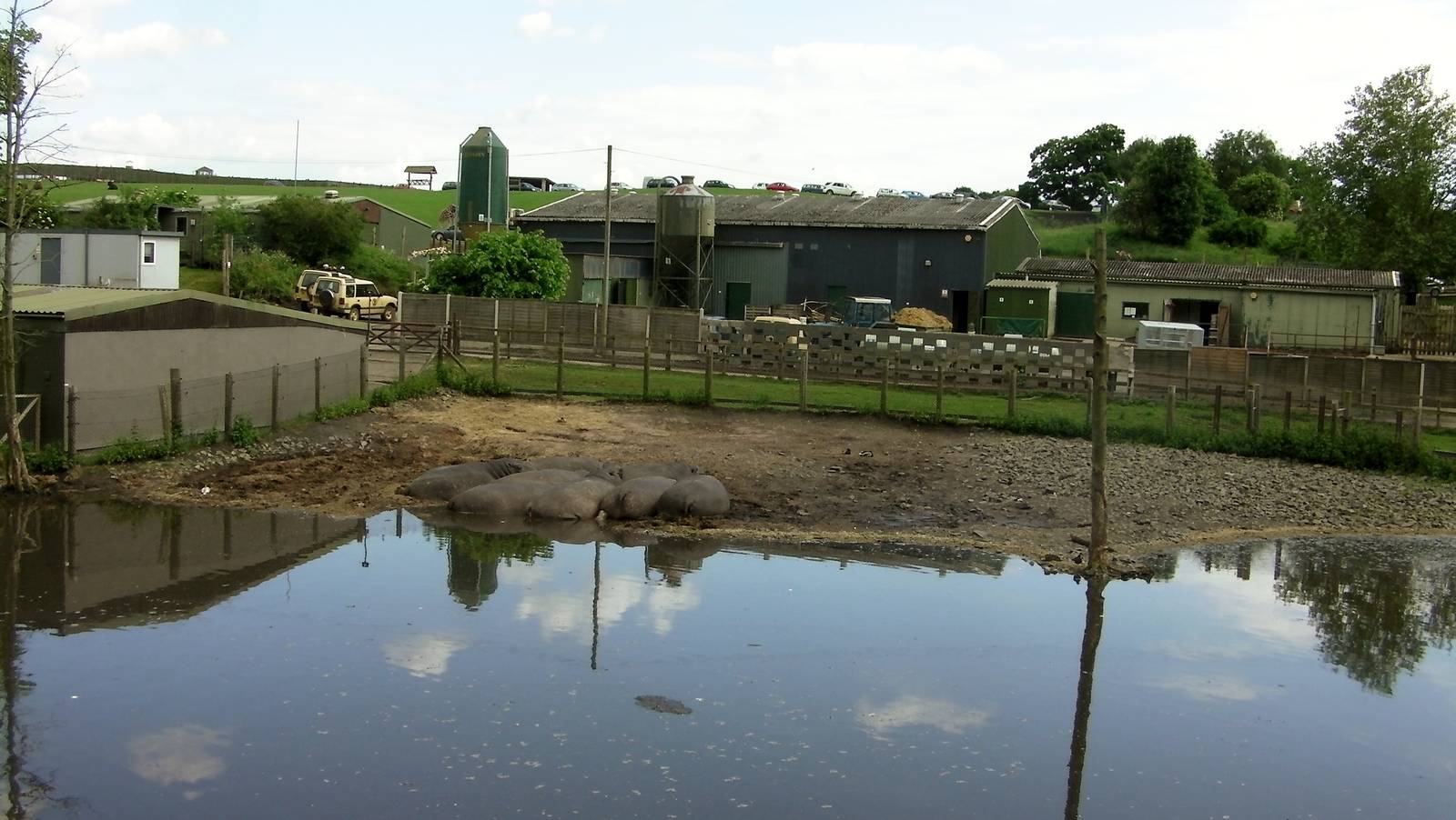 Hippos  -  04.06.2012