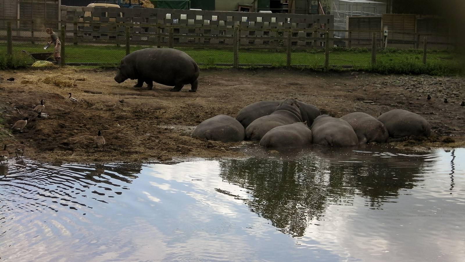 Hippos  -  04.06.2012