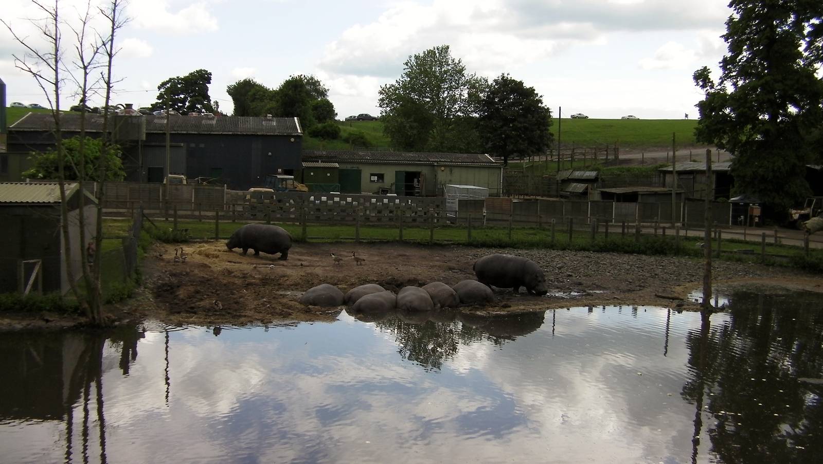Hippos  -  04.06.2012