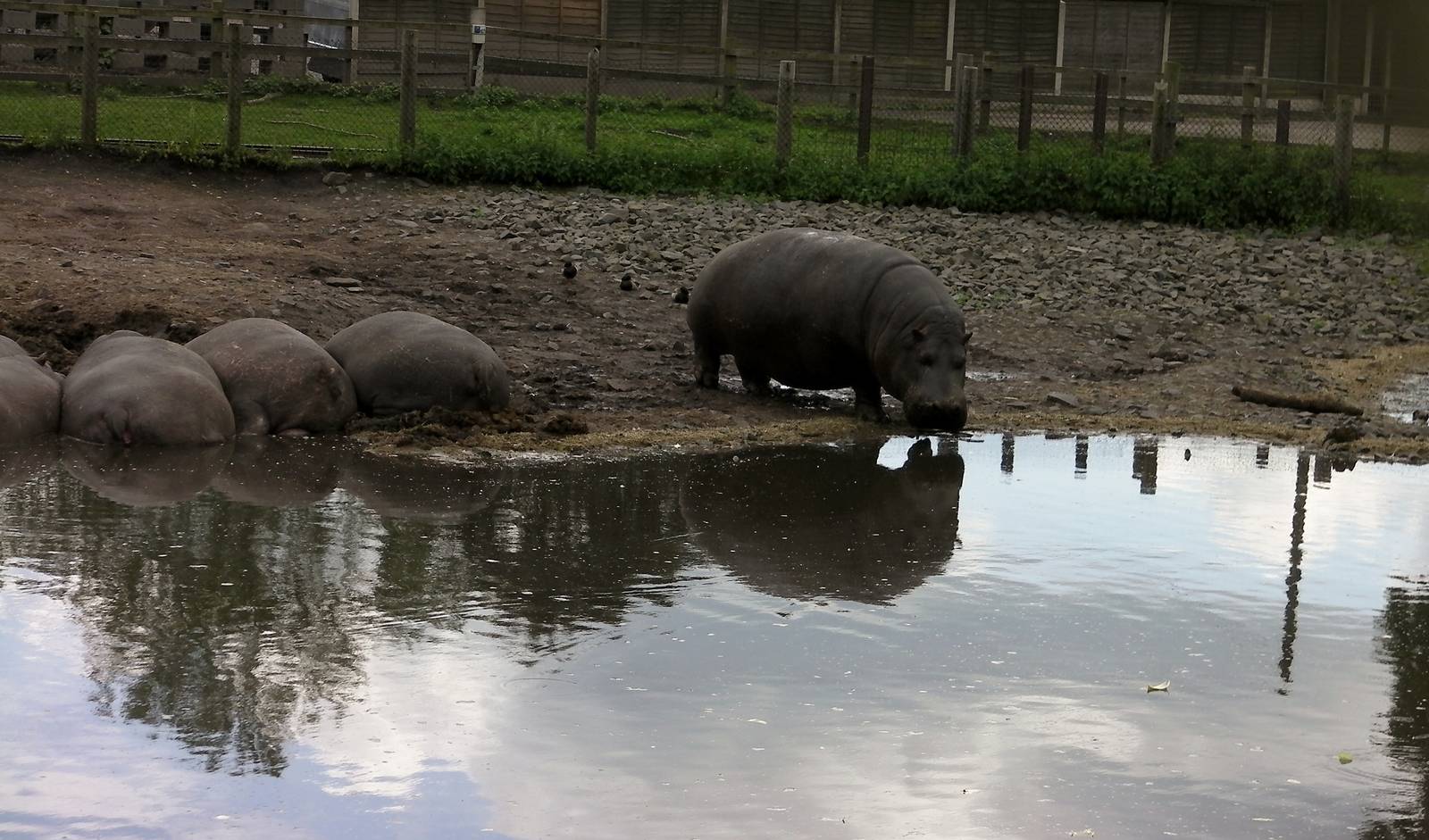 Hippos  -  04.06.2012