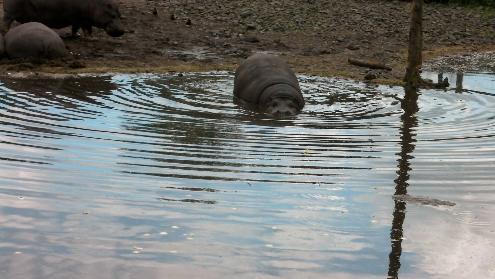 Hippos  -  04.06.2012