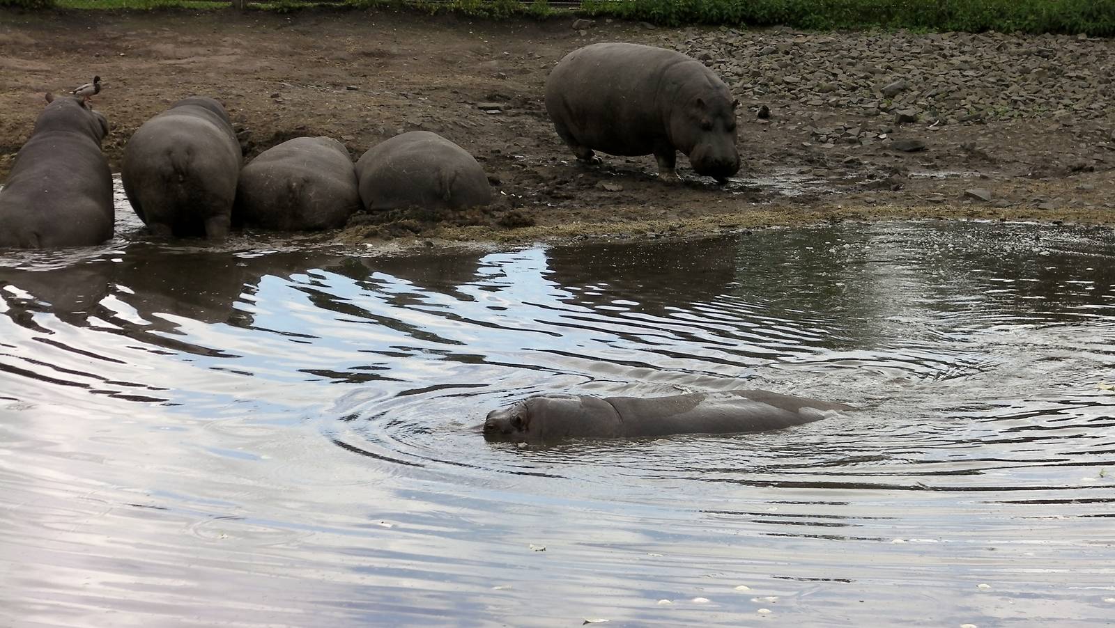 Hippos  -  04.06.2012