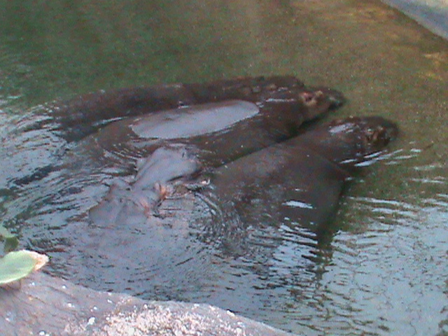 hippos 041211
