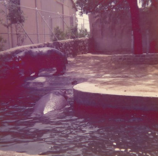 Hippos 1970