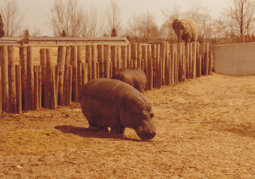 Hippos 1980