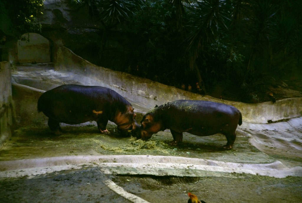 Hippos - 1981