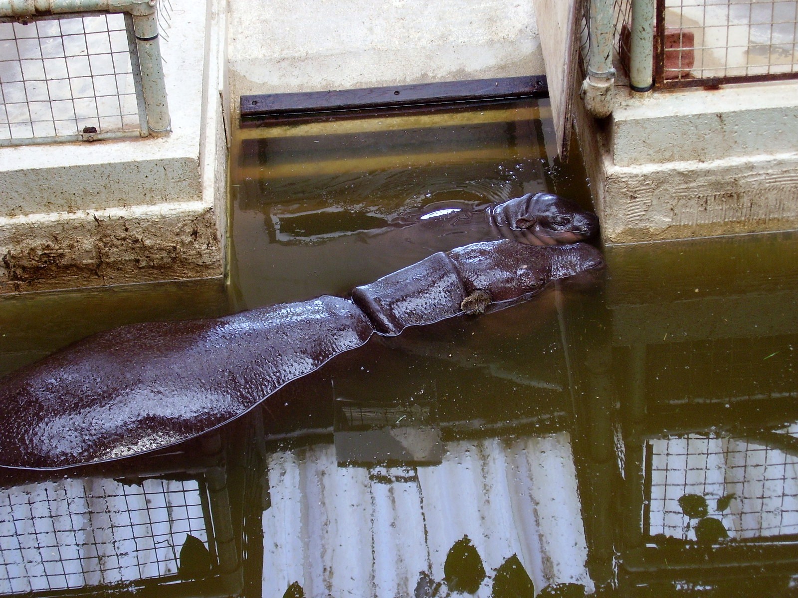 Hippos - 2006