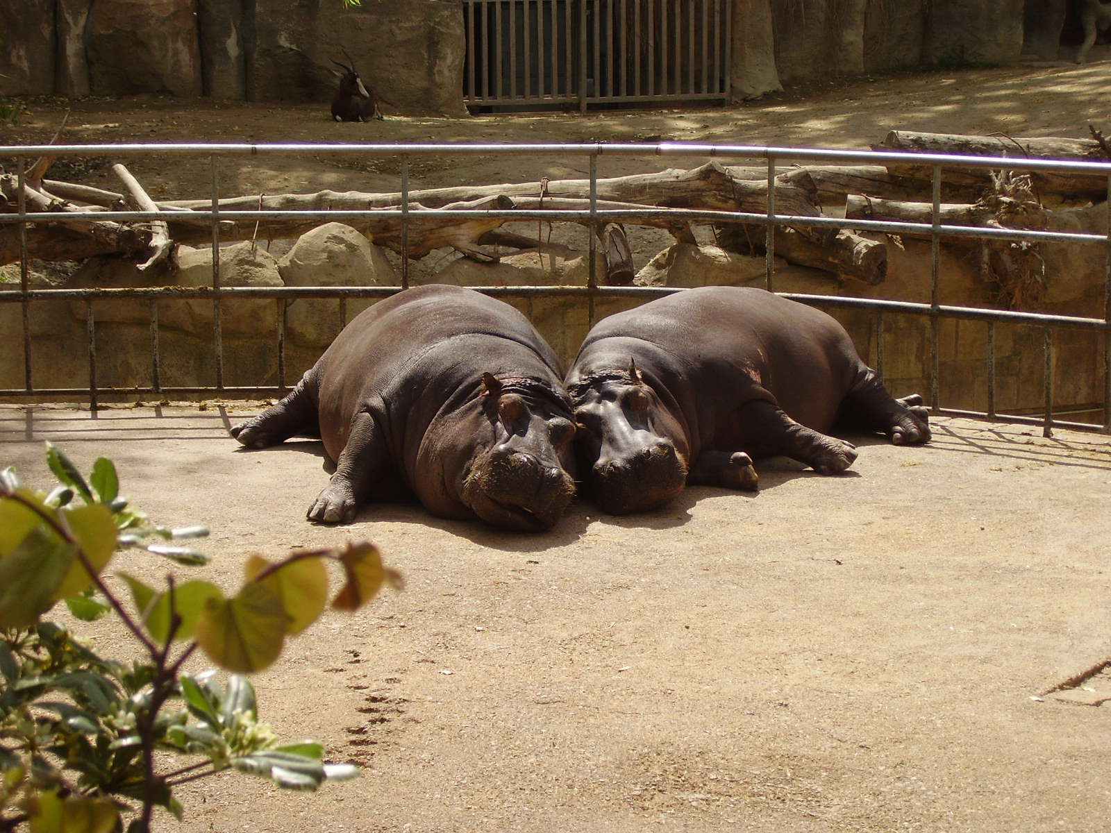 Hippos - 2008