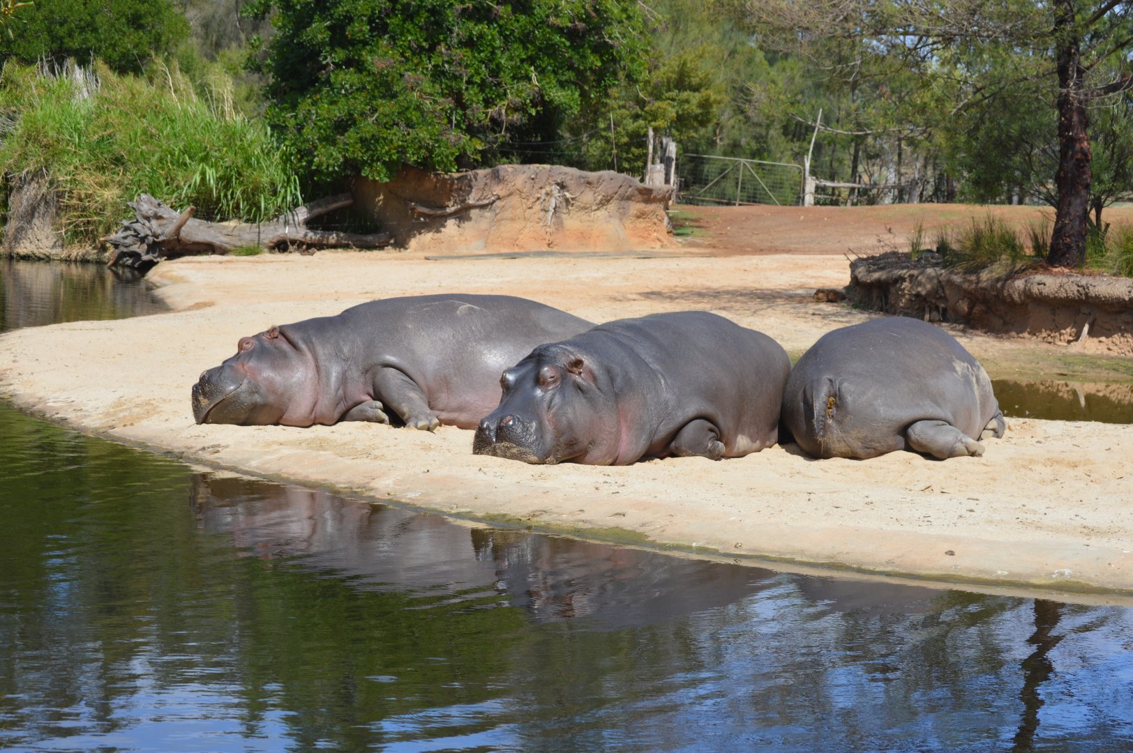 Hippos, 2017
